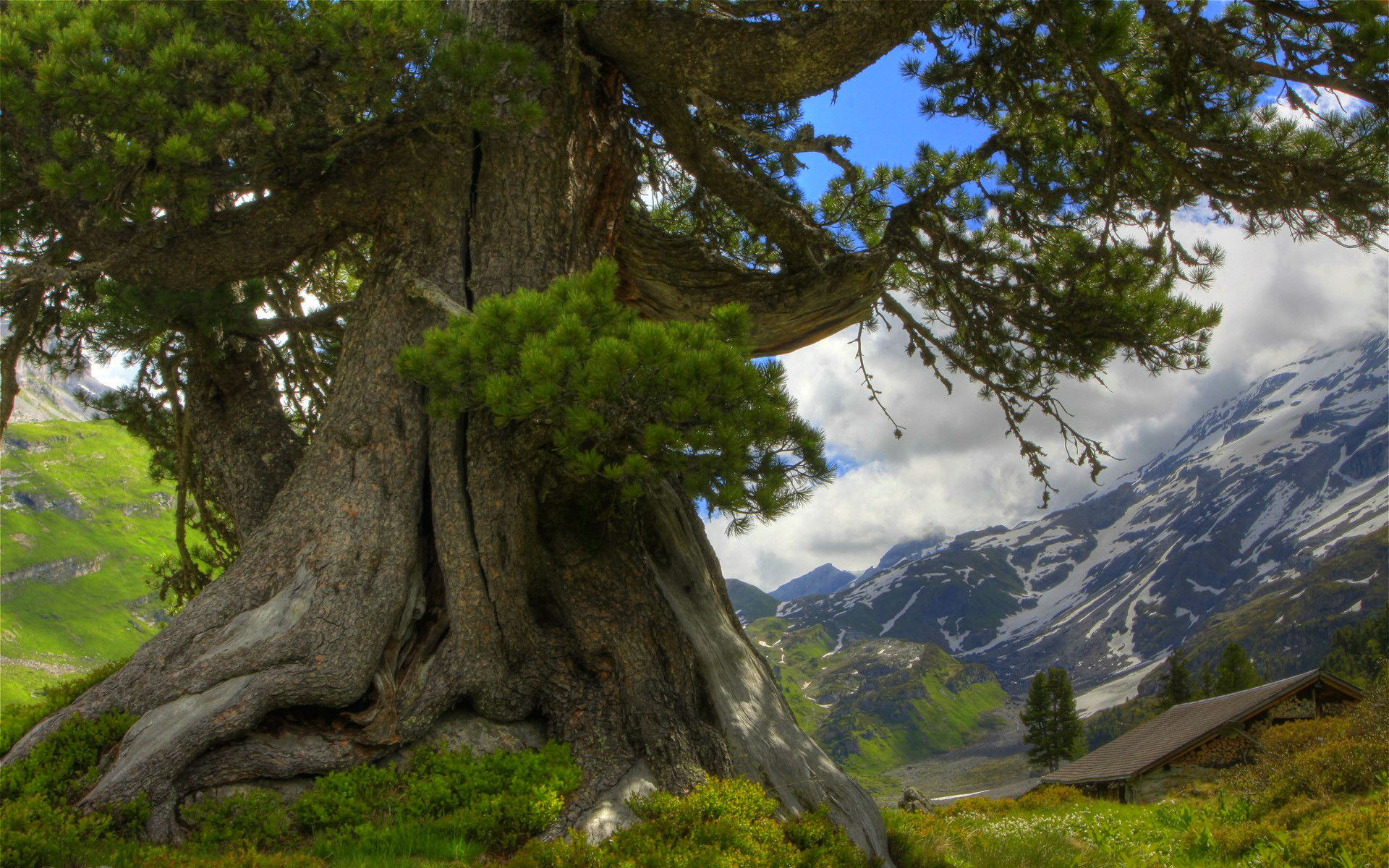 baum-wallpapers-hintergr-nde-1920x1200-id-292101