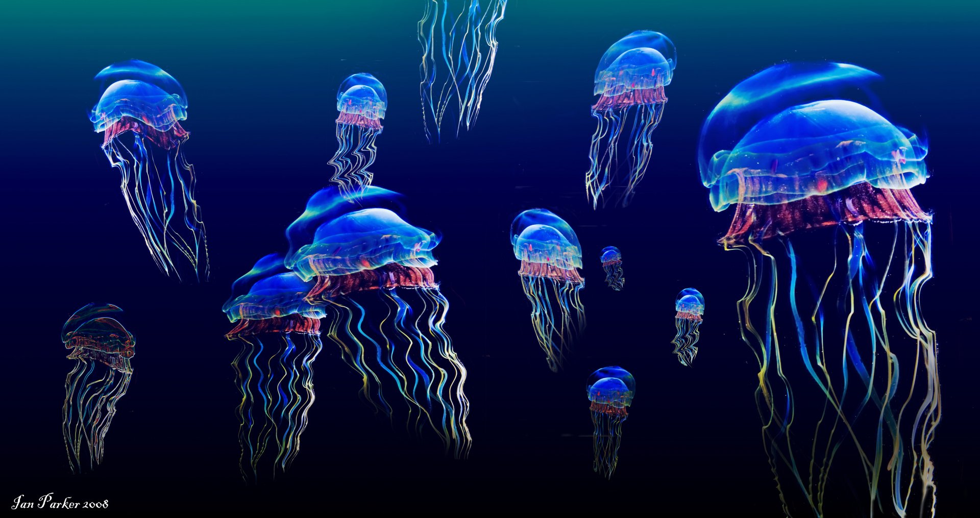Glowing Jellyfish Wallpapers (52+ images inside)