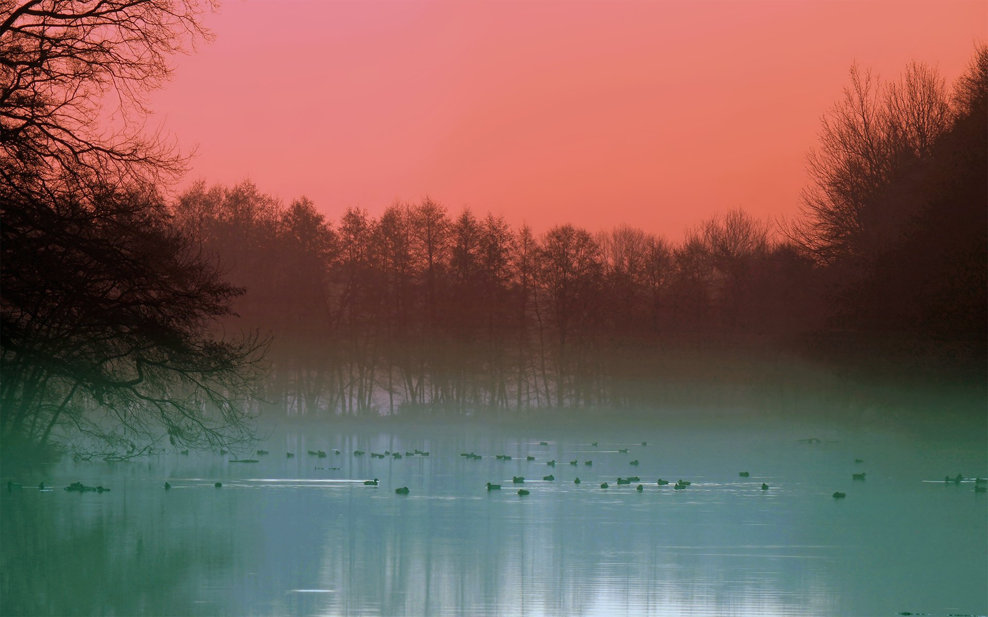 HD desktop wallpaper showing ducks swimming on a foggy lake at sunrise, surrounded by trees and nature under a pink sky.