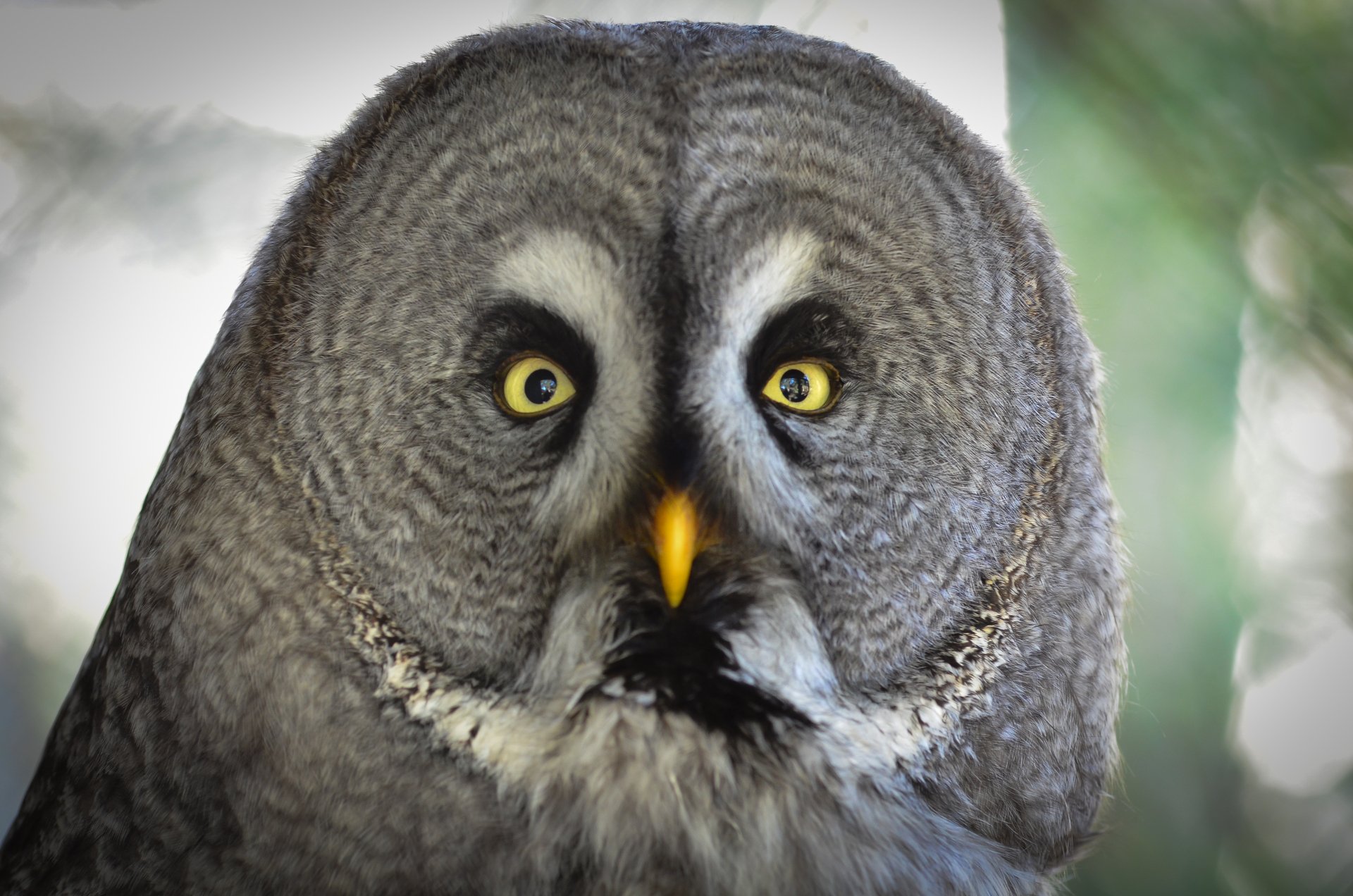 Download Animal Great Grey Owl 4k Ultra HD Wallpaper