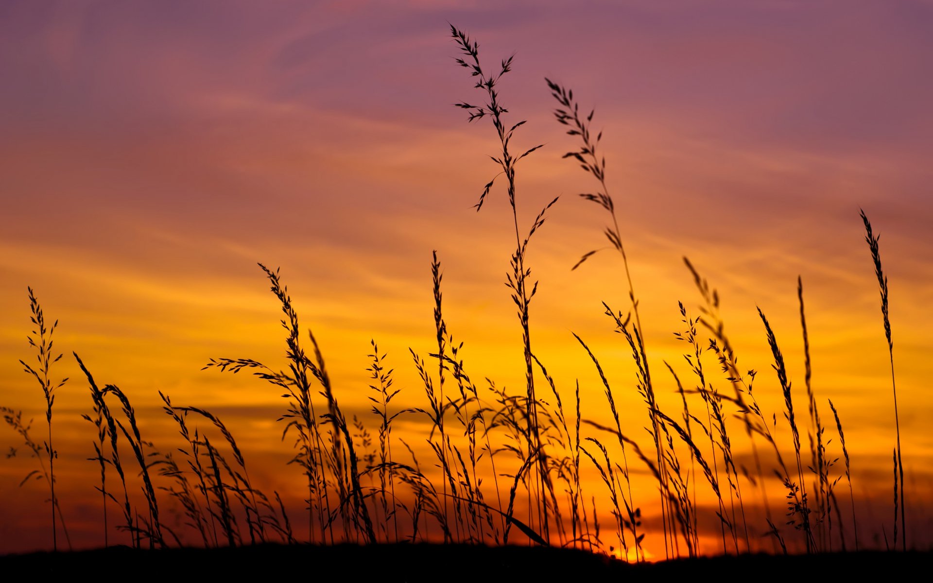 2K Quad HD PC desktop wallpaper/background: nature sunset scene with silhouetted tall grasses against a vivid orange and purple sky.