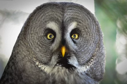 Animal Great grey owl HD Desktop Wallpaper | Background Image