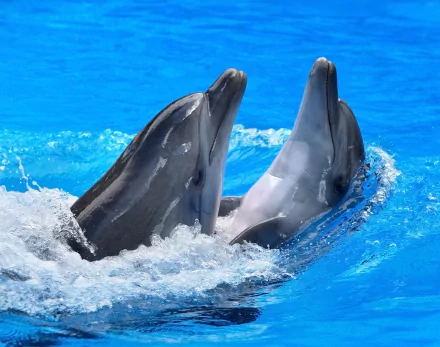 Two bottlenose dolphins are playfully surfacing through clear blue water, highlighted in this vibrant HD desktop wallpaper featuring these intelligent marine animals.
