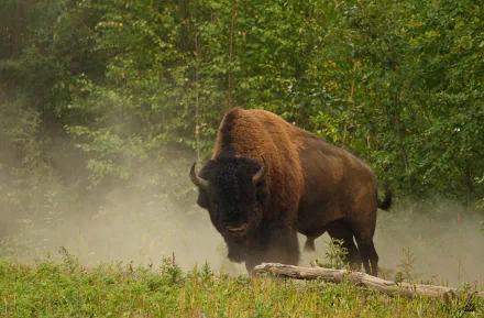 HD PC desktop wallpaper of an American bison (animal) standing in a misty meadow with a dense green forest backdrop.