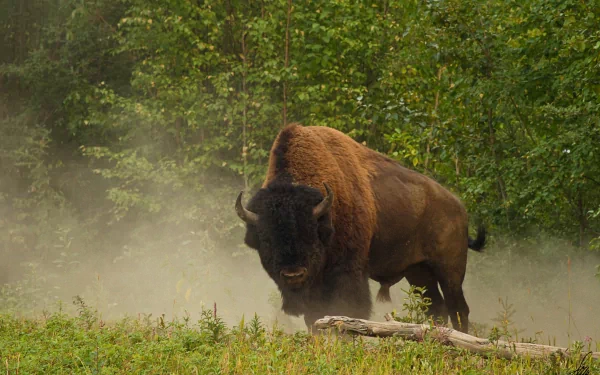 HD PC desktop wallpaper of an American bison (animal) standing in a misty meadow with a dense green forest backdrop.