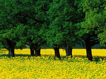 A vibrant field of yellow flowers beneath a lush, green canopy of tall trees, captured in high definition, creating a serene nature-focused desktop wallpaper and background.