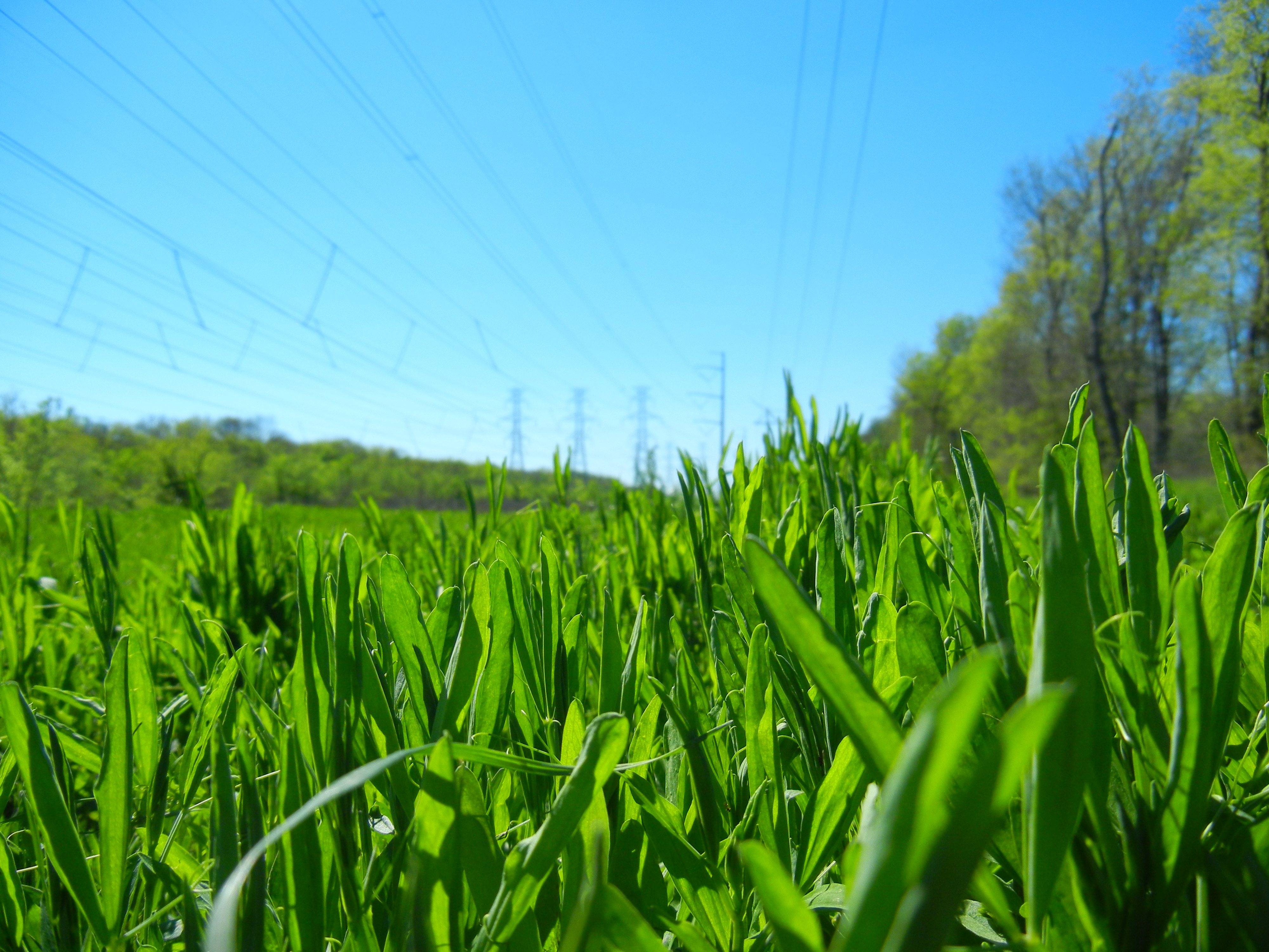 Wallpaper Green Grass Field With Green Trees Background  Download Free  Image