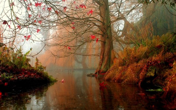 Artistic Fall Wood Water Forest River Season HD Wallpaper | Background Image