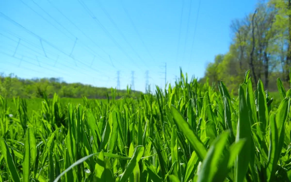 nature grass HD Desktop Wallpaper | Background Image