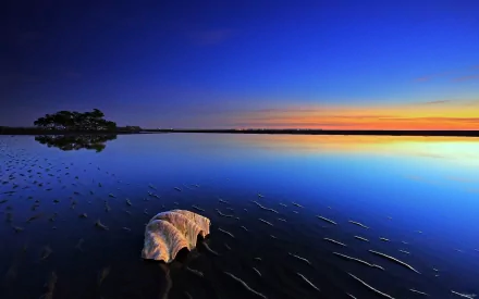 A serene sunset over calm waters, featuring a shell in the foreground and a silhouetted tree on the horizon. This HD image captures the beauty of nature by the ocean.