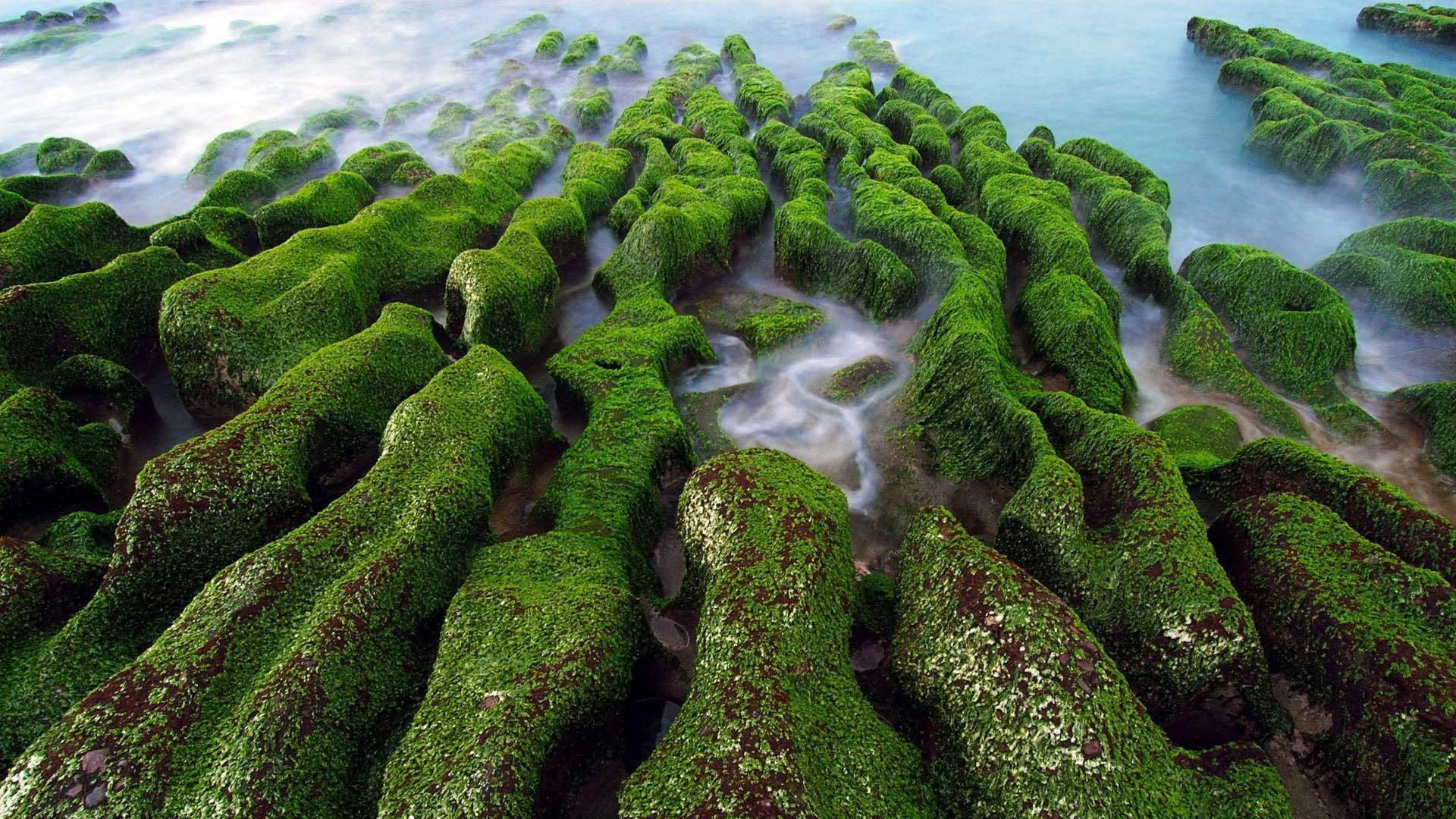 Download Nature Moss HD Wallpaper