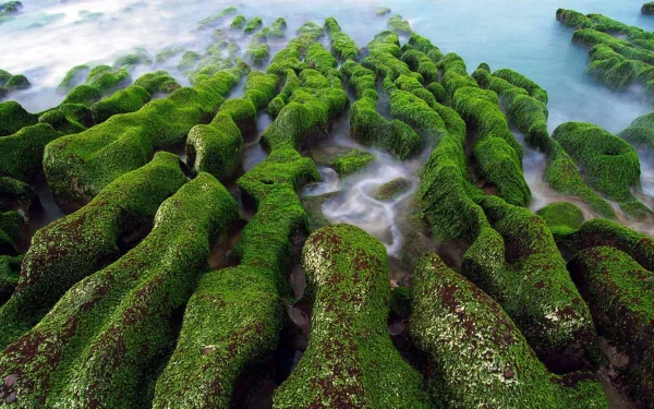 HD desktop wallpaper showing moss-covered rocks extending into calm water, capturing the serene beauty of nature with vivid green textures.
