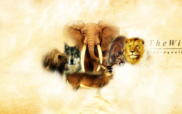 Animal Collage Elephant Wolf Lion Bear Deer Cougar HD Wallpaper | Background Image