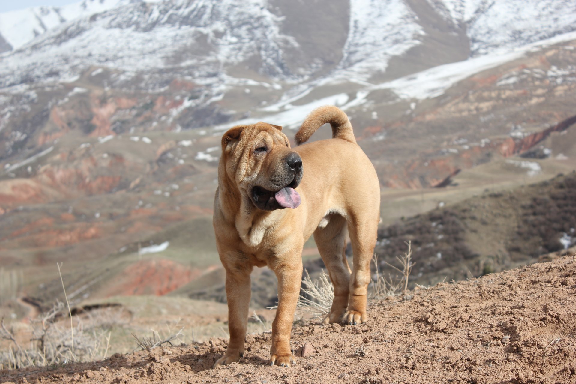Shar Pei dog standing on a rocky slope with snow-capped mountains behind — 5K Ultra HD PC desktop wallpaper and background.