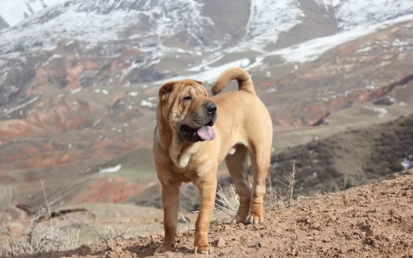 dog Animal shar pei HD Desktop Wallpaper | Background Image