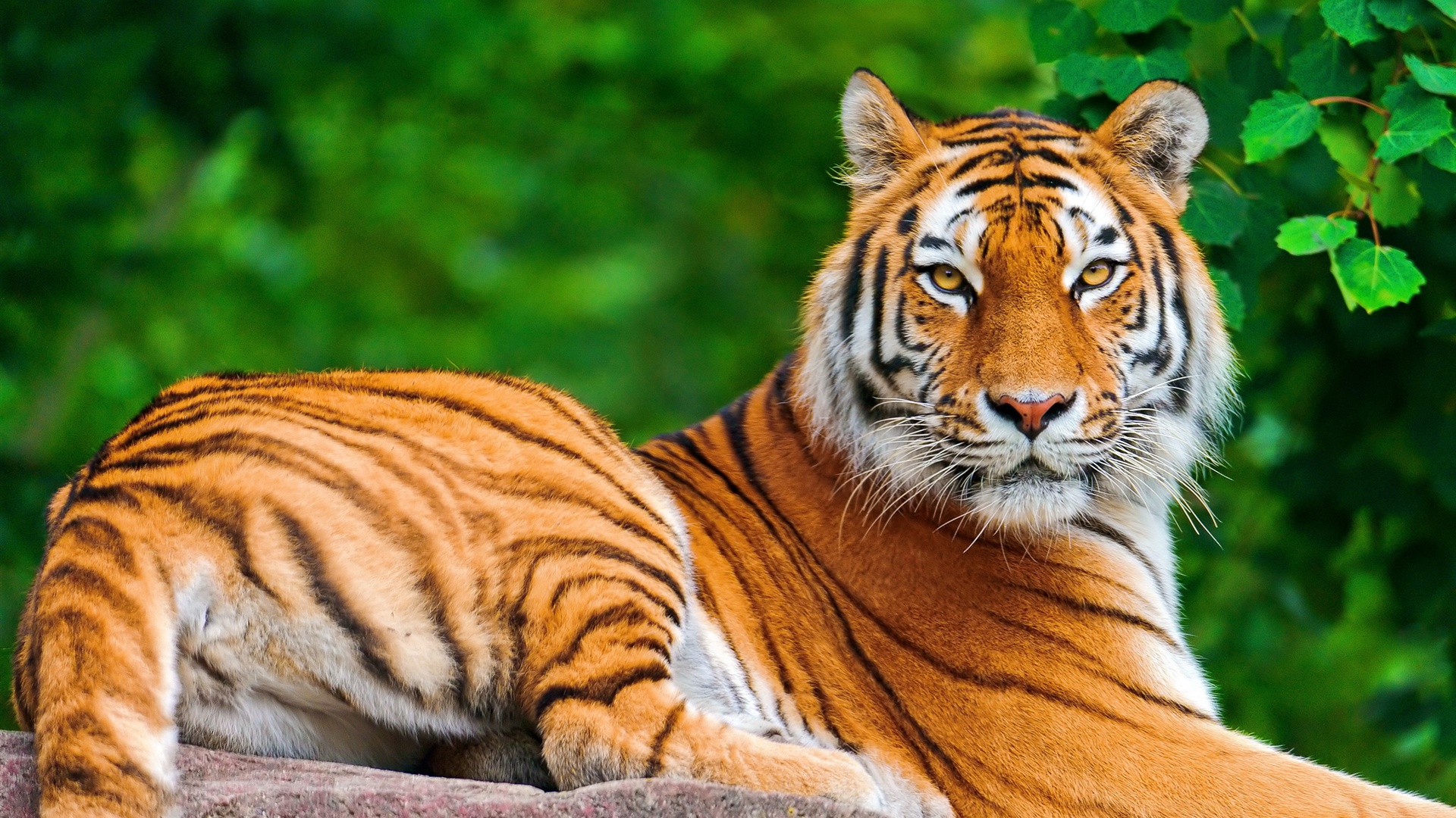 Animales Tigre Fondo de pantalla HD | Fondo de Escritorio