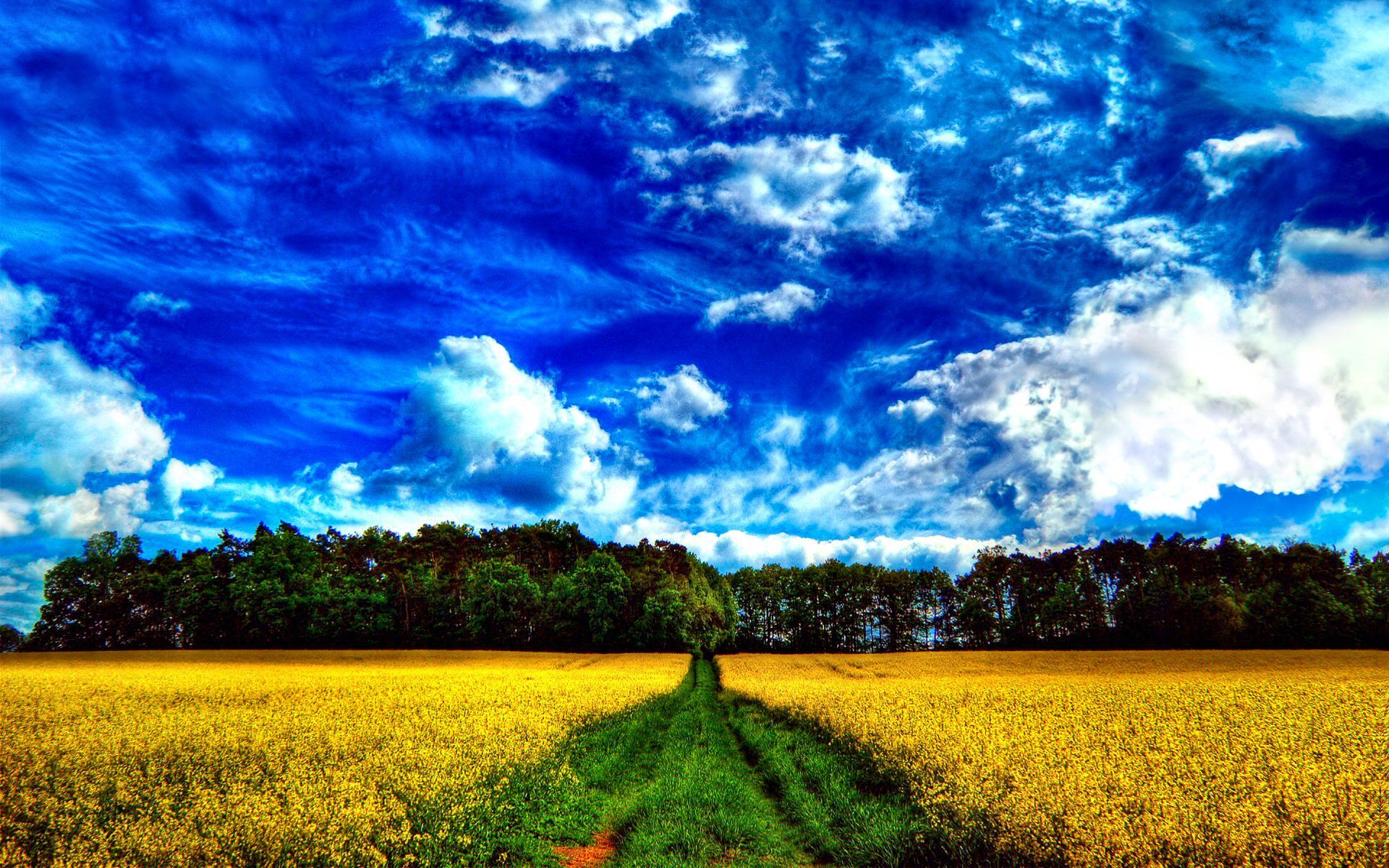 Download Yellow Flower Summer Field Blue Sky Cloud Sunny Meadow Nature  Landscape HD Wallpaper