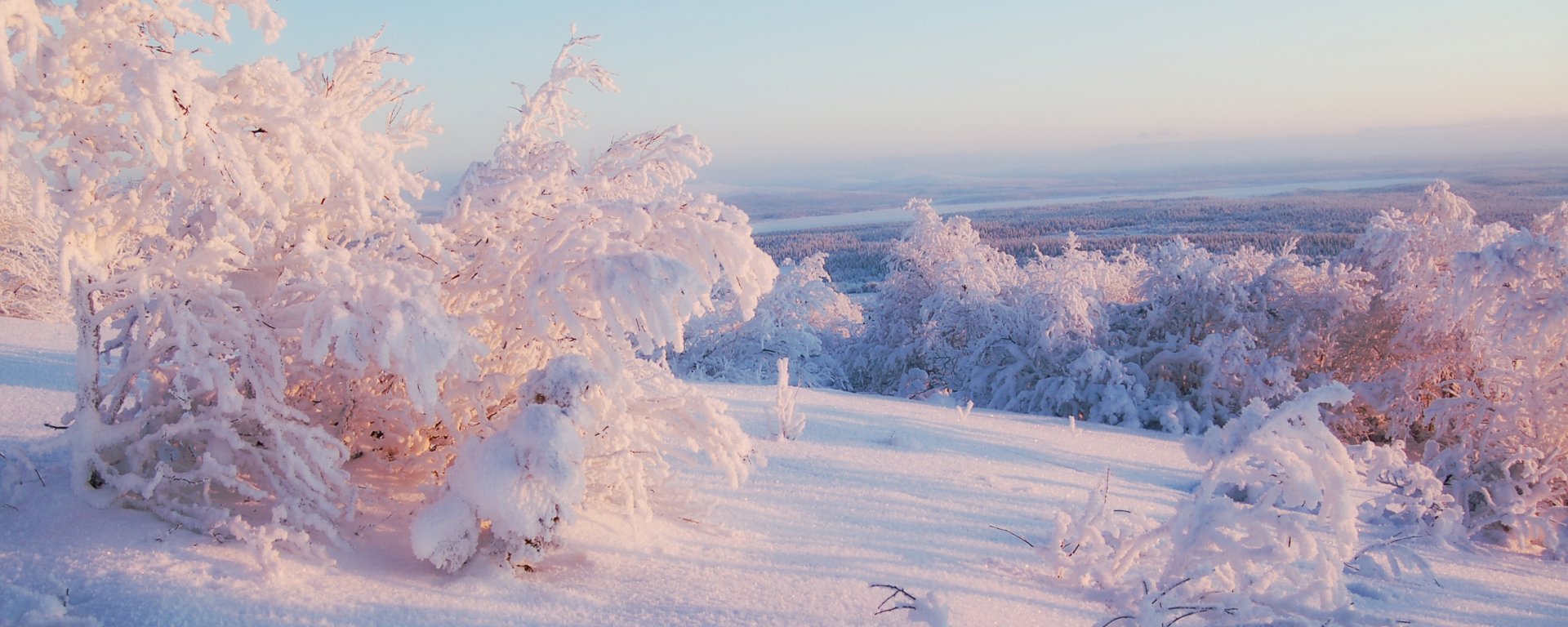 HD PC desktop wallpaper showcasing a serene winter landscape with snow-covered trees and a pastel sky, capturing the quiet beauty of nature in winter.
