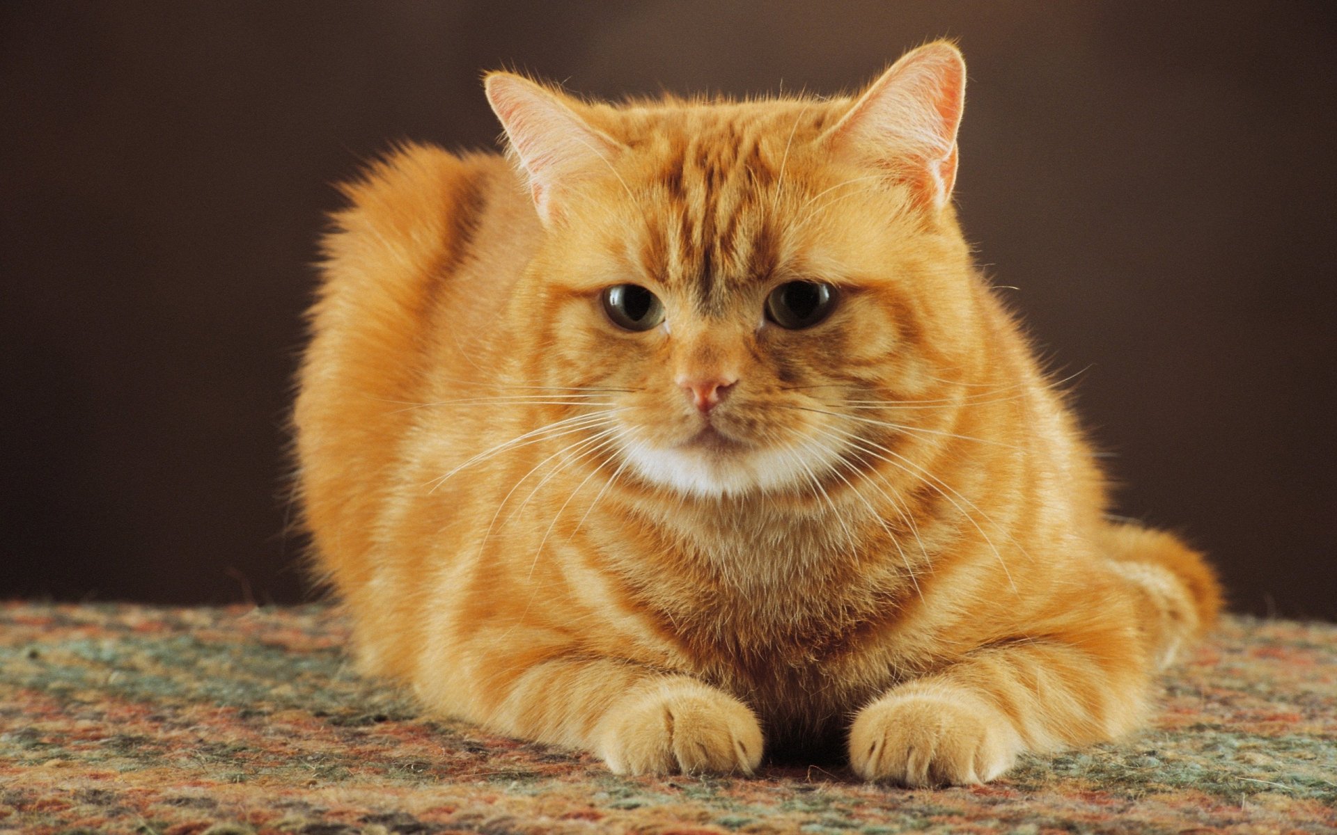 HD desktop wallpaper of a ginger cat lying on a patterned surface against a dark background, showcasing detailed fur and attentive expression.