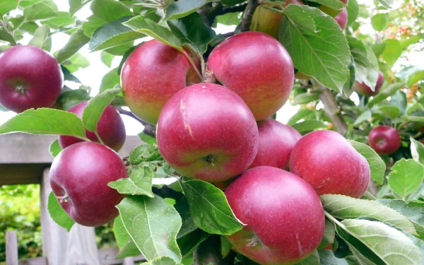 A vibrant cluster of red apples hangs from a lush green tree, creating a fresh and inviting HD desktop wallpaper and background that highlights nature's bounty.
