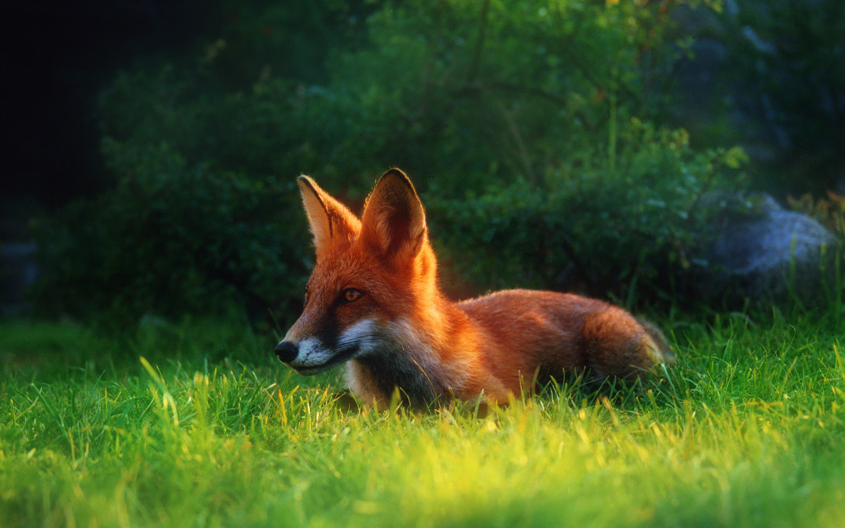 Fox Wallpaper and Background Image | 1680x1050 | ID:301463 - Wallpaper