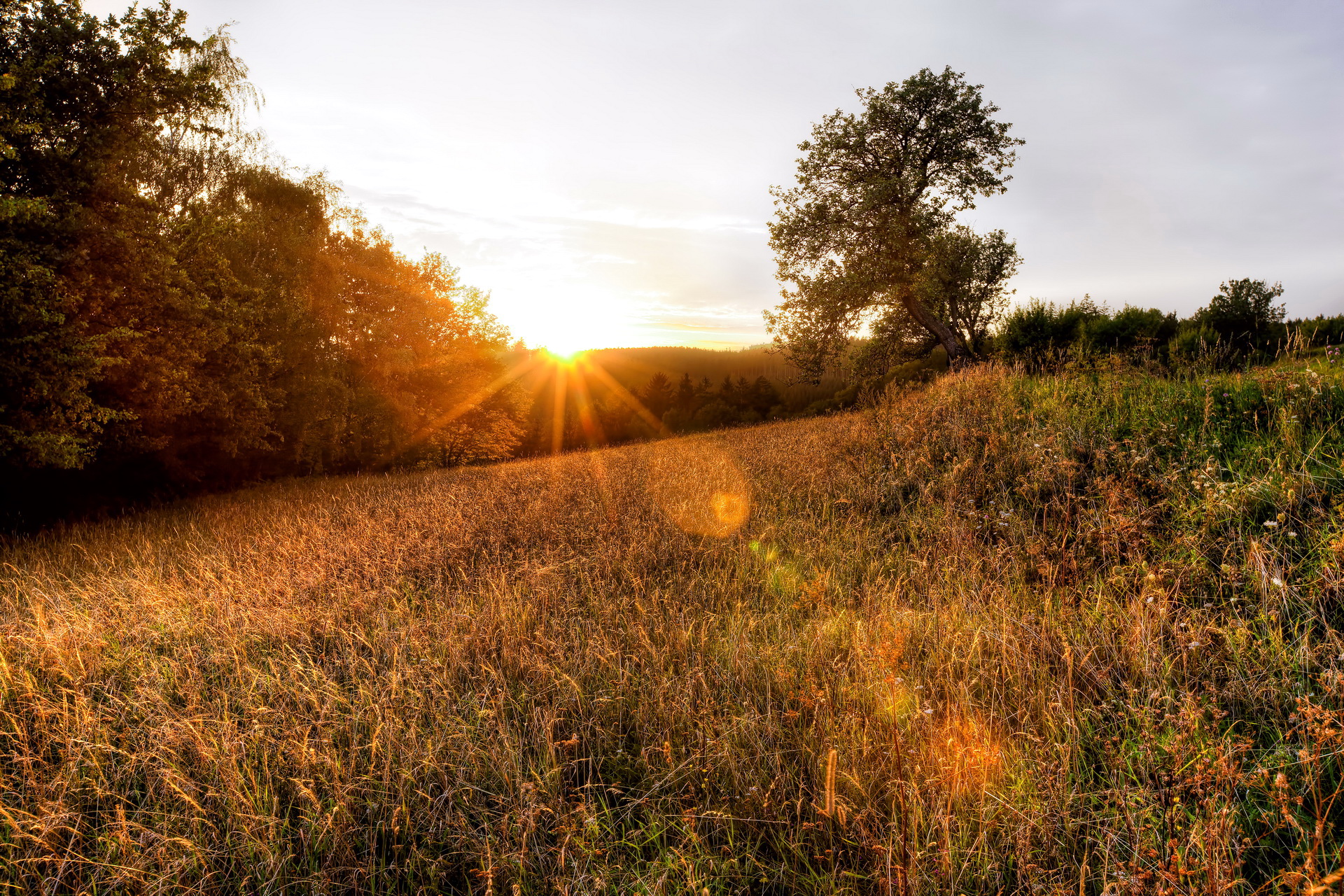 Download Sun Sunrise Field Scenic Landscape Nature Sunset HD Wallpaper