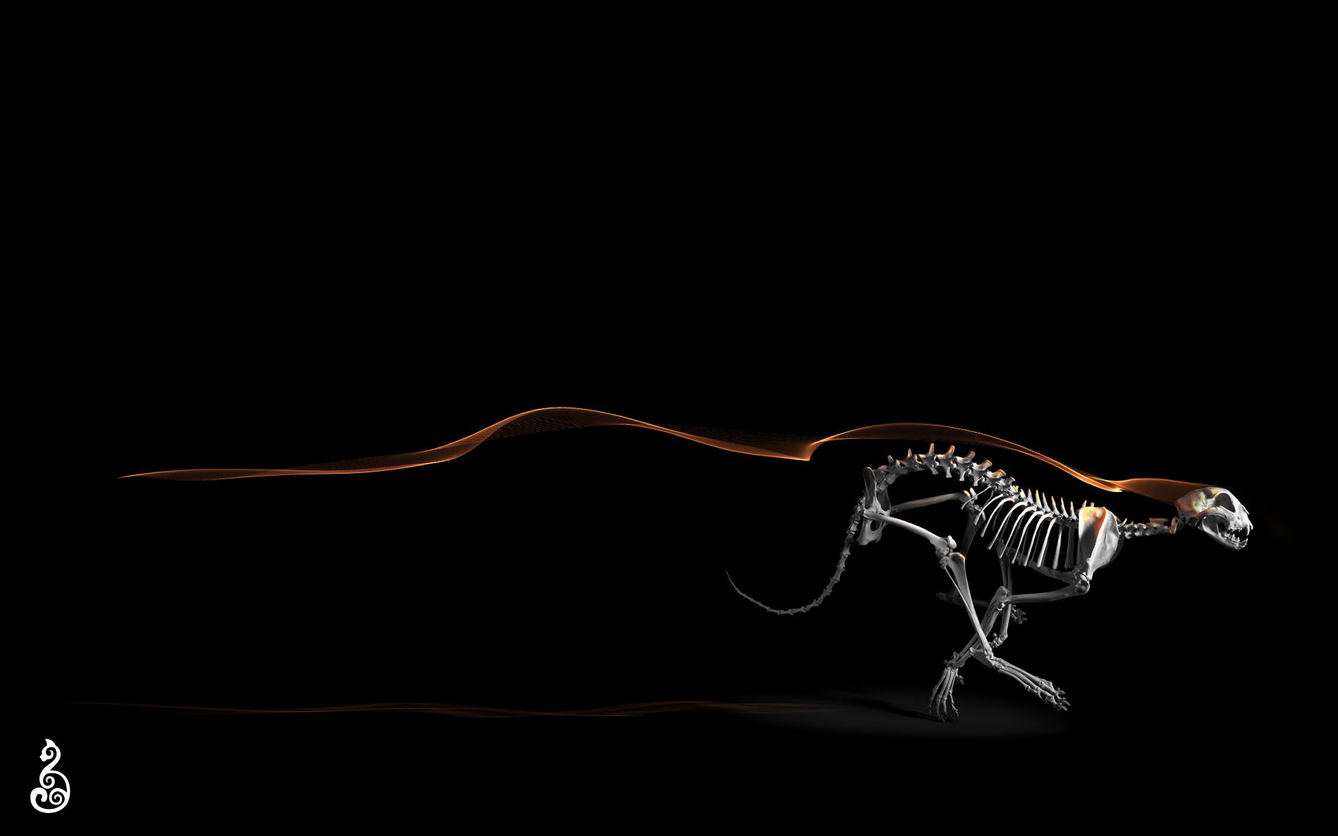 HD PC desktop wallpaper featuring a dark background with a detailed skeleton of a large feline in motion, highlighting bone structure in minimalist style.