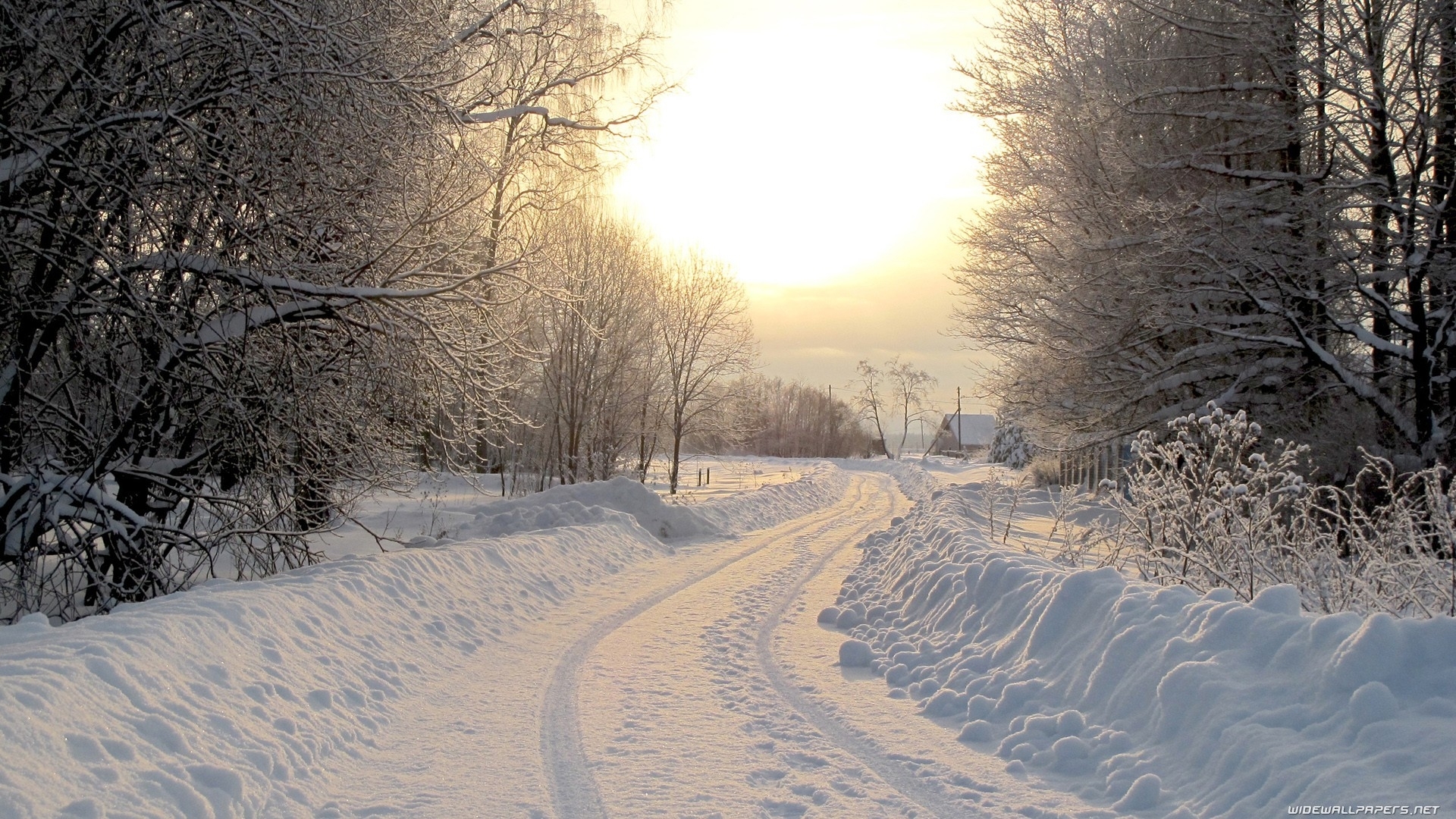 Download Sunrise Forest Scenic Fog Morning Christmas Season Road Snow ...