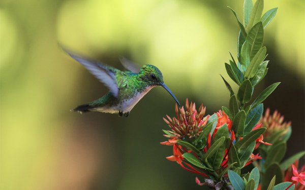 Animal Hummingbird Birds Hummingbirds Blossom Flower Bird HD Wallpaper | Background Image