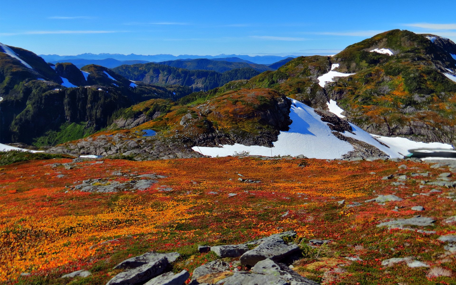 Download Snow Nature Flower Meadow Field Scenic Landscape Mountain HD