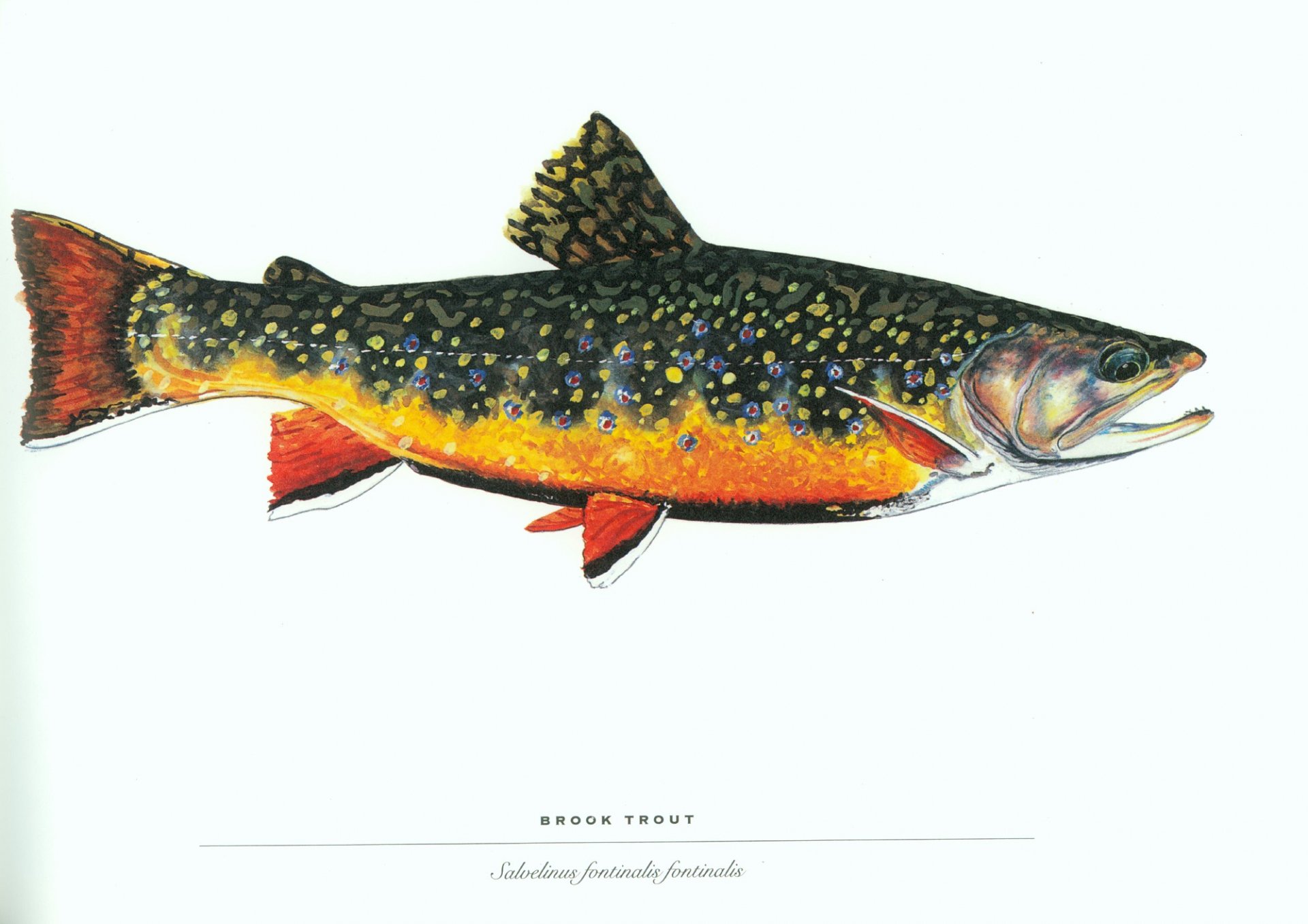 Download Fish Animal Trout HD Wallpaper