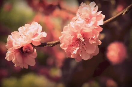 A close-up of delicate pink blossoms on a slender branch, set against a blurred natural backdrop. This 4K Ultra HD image captures the beauty of nature in vibrant detail.