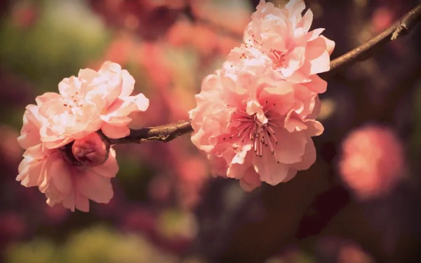 A close-up of delicate pink blossoms on a slender branch, set against a blurred natural backdrop. This 4K Ultra HD image captures the beauty of nature in vibrant detail.
