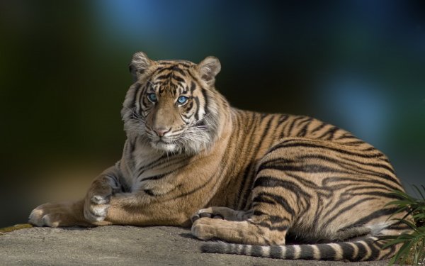 Animal Tiger Cats Blue Eyes HD Wallpaper | Background Image