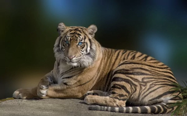 HD desktop wallpaper featuring a tiger with striking blue eyes lying on a rock, set against a blurred natural background.
