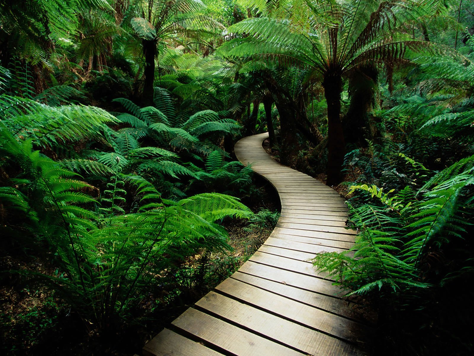 A winding wooden boardwalk meanders through a lush green forest, surrounded by vibrant ferns, creating a serene and inviting atmosphere for nature lovers.