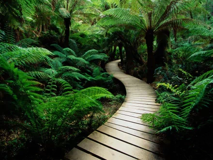 A winding wooden boardwalk meanders through a lush green forest, surrounded by vibrant ferns, creating a serene and inviting atmosphere for nature lovers.