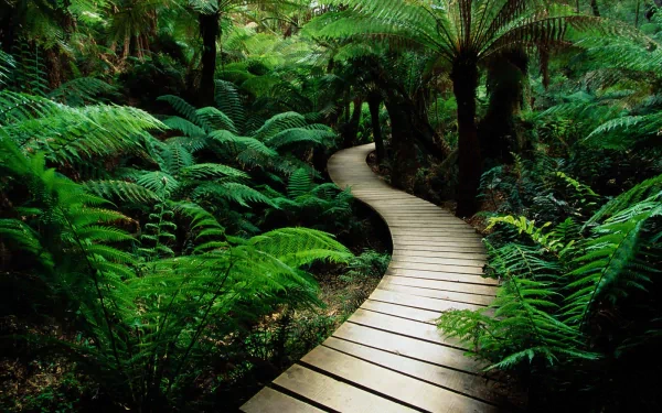 A winding wooden boardwalk meanders through a lush green forest, surrounded by vibrant ferns, creating a serene and inviting atmosphere for nature lovers.