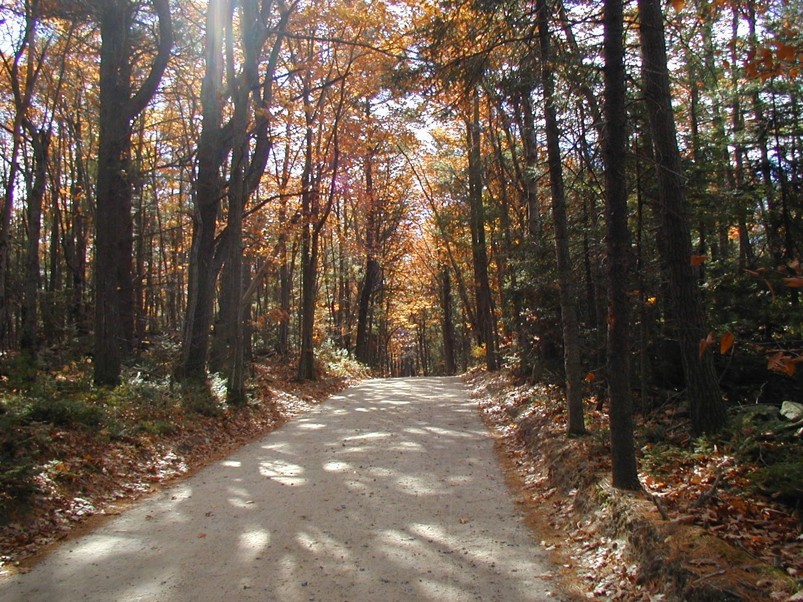 A serene path winds through a vibrant forest in autumn, sunlight filtering through colorful leaves. This HD PC desktop wallpaper captures the beauty of nature.