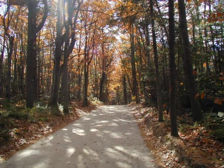 A serene path winds through a vibrant forest in autumn, sunlight filtering through colorful leaves. This HD PC desktop wallpaper captures the beauty of nature.