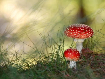 HD wallpaper featuring two red and white mushrooms in a natural setting, surrounded by grass and dappled sunlight, creating a serene background ambiance.