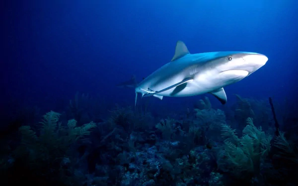 A sleek shark glides through deep blue waters, surrounded by vibrant underwater flora, creating a stunning HD PC desktop wallpaper and background.