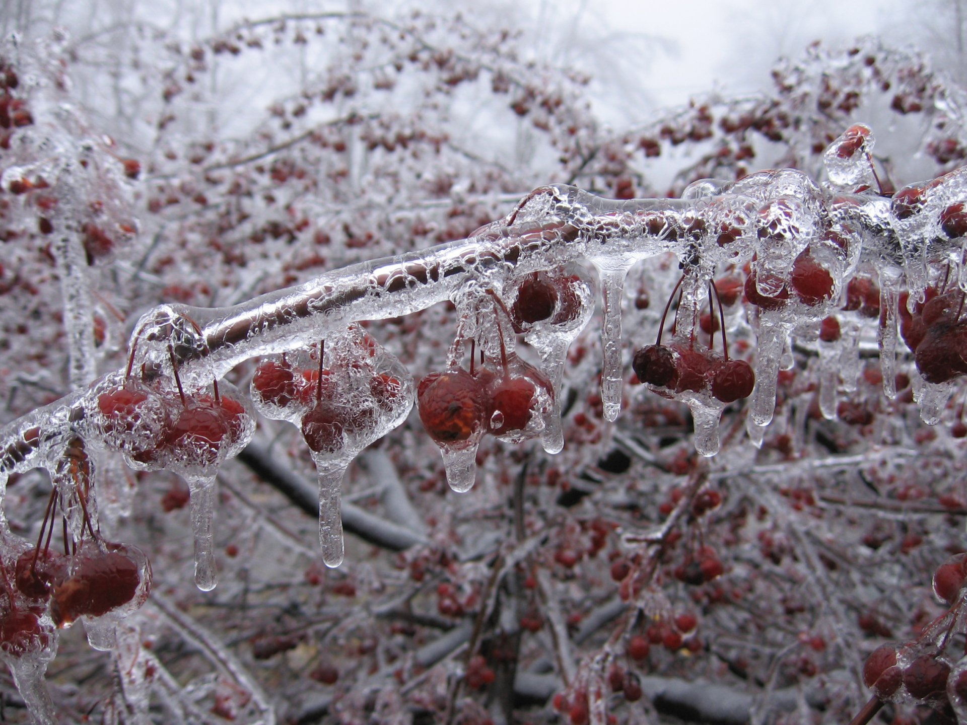 HD desktop wallpaper showing a close-up of red berries and tree branches covered in ice, capturing the serene beauty of nature in winter.