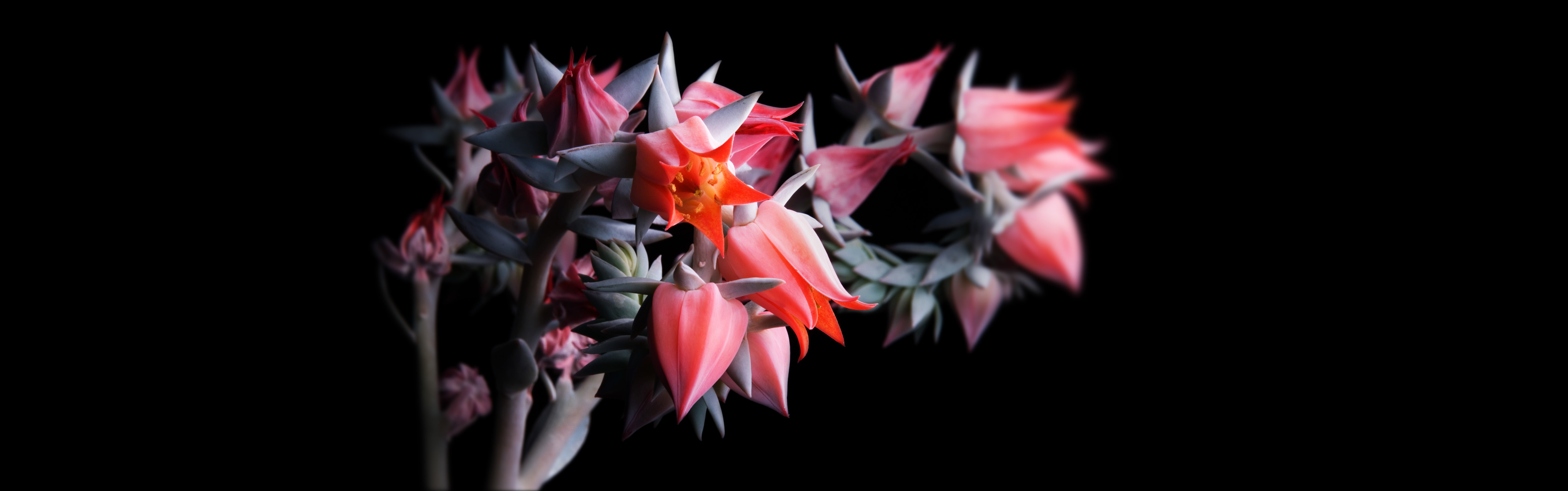 Nature Flower HD Wallpaper by Mando Gomez