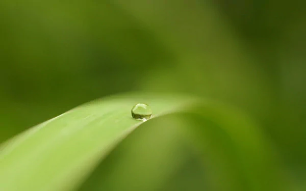 A high-definition desktop wallpaper showing a single water drop delicately perched on a green leaf, set against a blurred natural background.