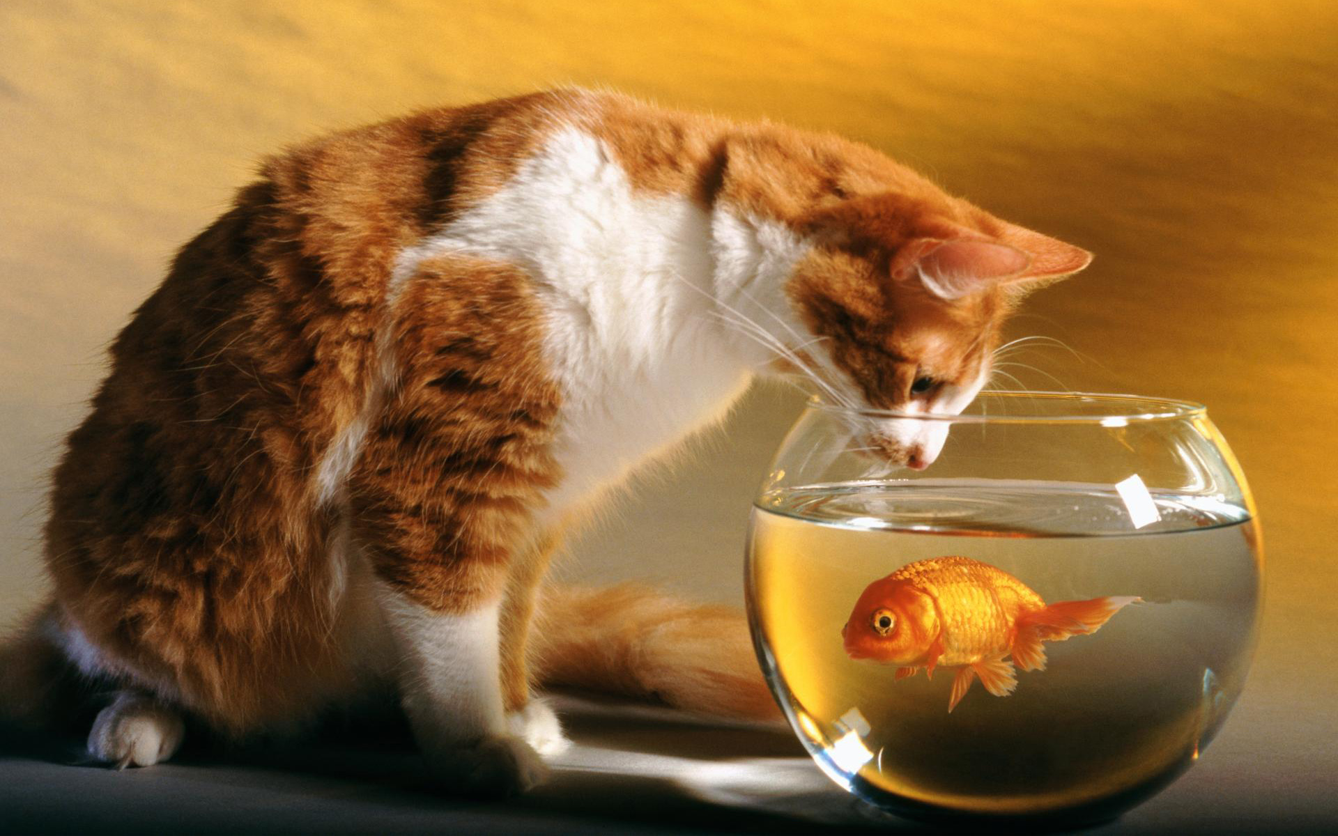 Cat curiously peering into a fish-filled bowl