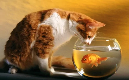 HD desktop wallpaper of a curious cat looking at a goldfish in a fish bowl, set against a warm background.