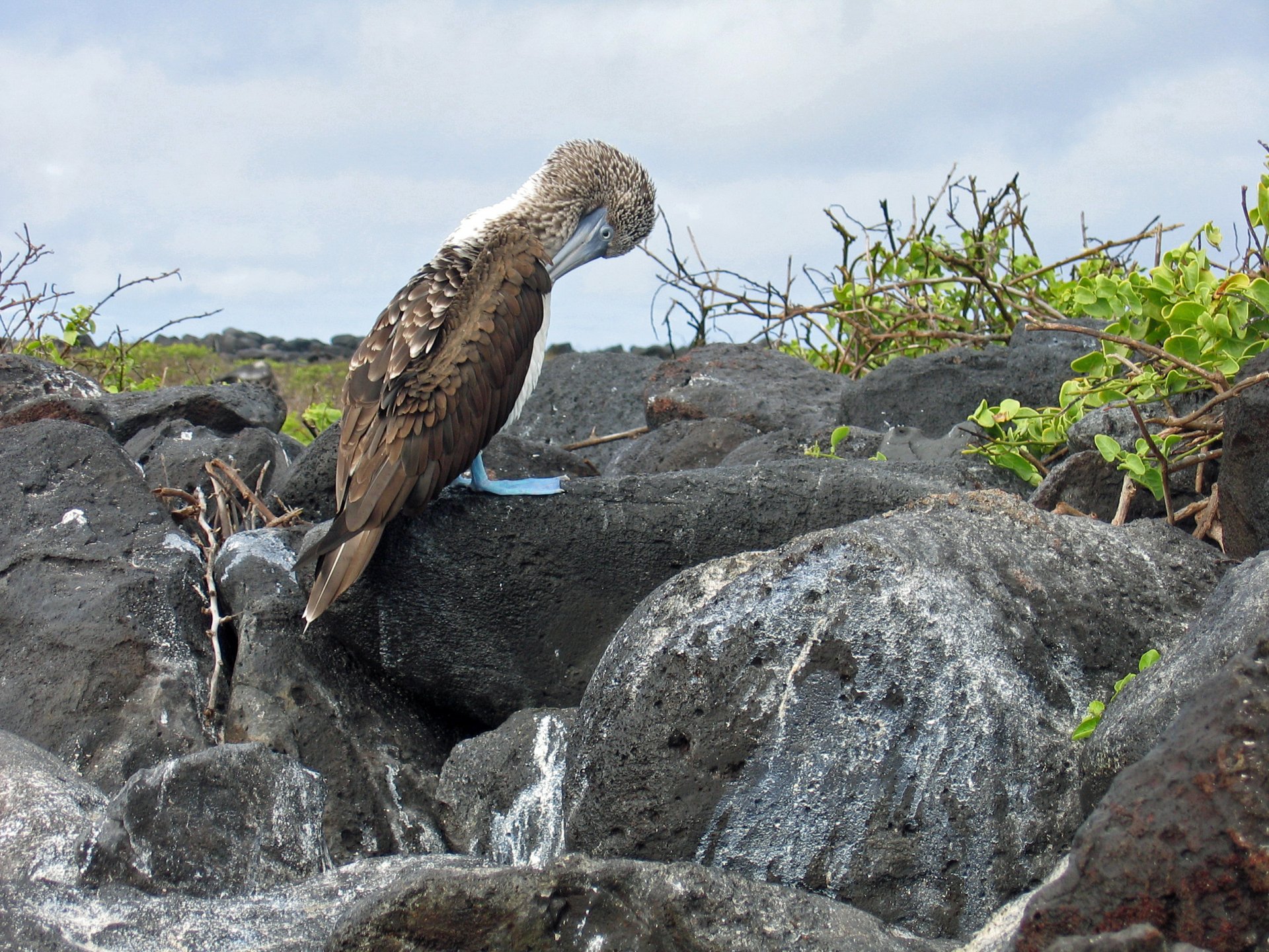 Blue-Footed Booby HD Wallpapers and Backgrounds.