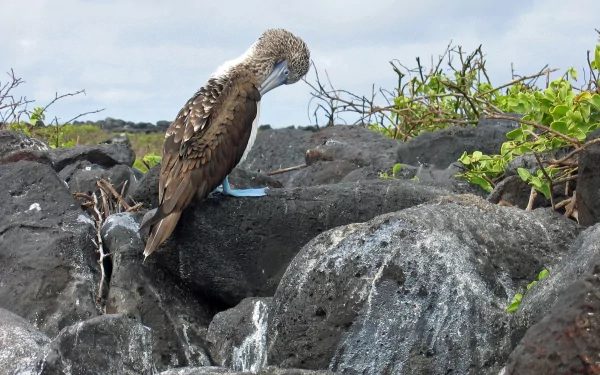 Animal blue-footed booby HD Desktop Wallpaper | Background Image