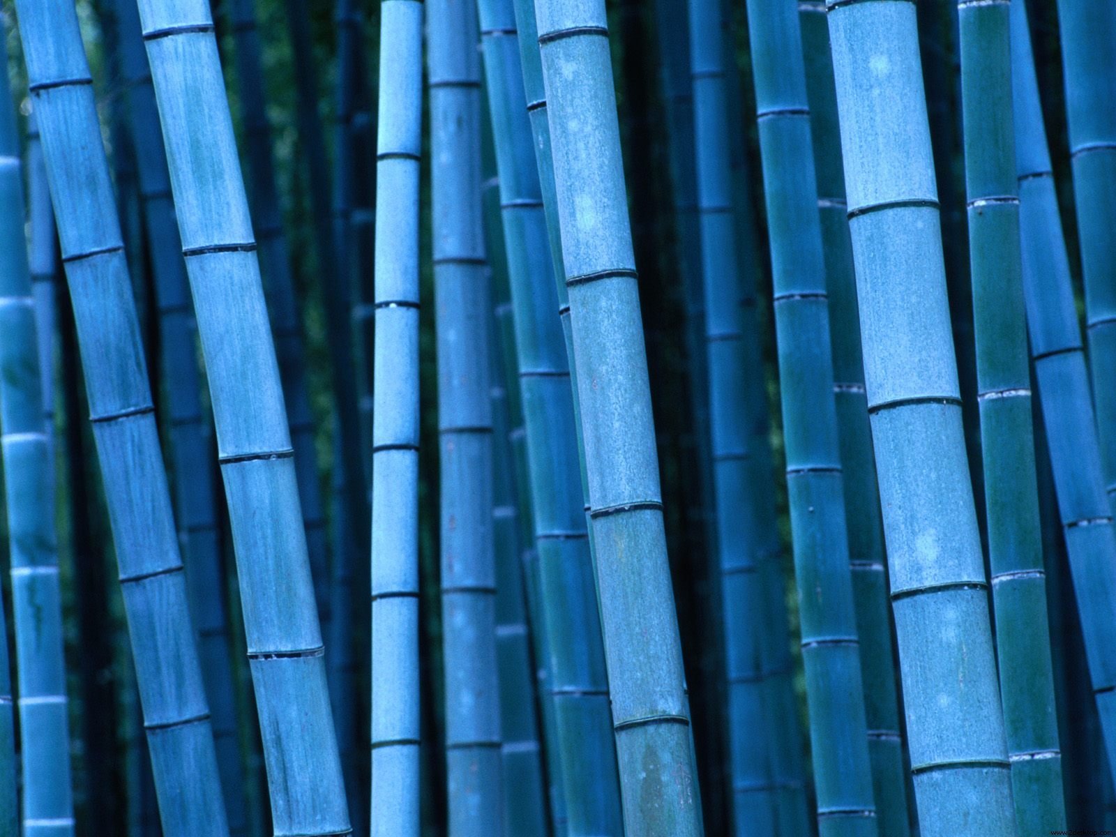 A serene scene of towering blue bamboo, showcasing an artistic representation of nature. This HD wallpaper adds a tranquil touch to any desktop background.